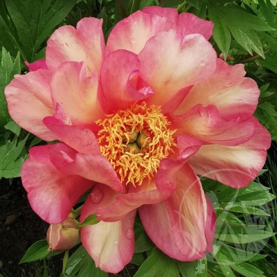 Julia Rose IMG_20240521_114158 upr4